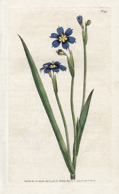 برمودي بأوراق ضيقة - الطباعة الحجرية لجيمس سوربي (1757-1822) ، من المجلة النباتية بقلم ويليام كيرتس (1746-1799) بواسطة جيمس سويربي