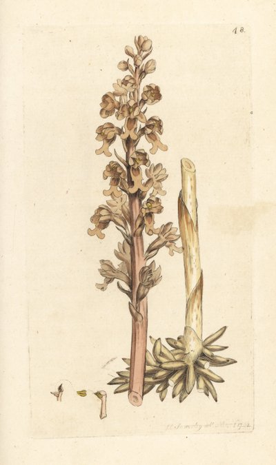 عش الطيور السحلية ، Neottia nidus-avis (عش الطائر ophrys ، Ophrys nidus-avis). نقش على لوح نحاسي ملون يدويًا بعد رسم توضيحي لجيمس سوربي من علم النبات الإنجليزي لجيمس سميث ، لندن بواسطة جيمس سويربي
