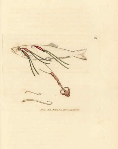 طفيلي مجدافيات يتغذى بالدم على عين الرش ، Lernaeenicus sprattae (Lernaea sprattae). ودودة غريبة أخرى وجدت على صدفة محار. نقش على لوح نحاسي ملون يدويًا بواسطة James Sowerby من The British Miscellany ، أو أشكال ملونة جديدة ونادرة ، بواسطة جيمس سويربي