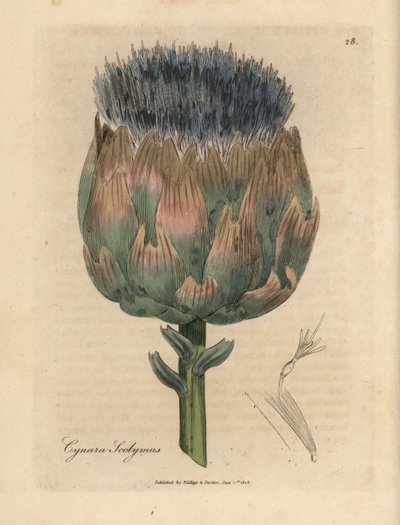 خرشوف مزهر باللون الأزرق والأرجواني ، Cynara scolymus بواسطة جيمس سويربي