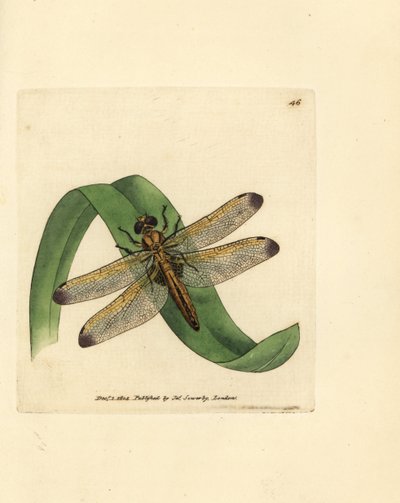 المطارد الأزرق ، Libellula fulva (اليعسوب الملون ، Libellula conspurcata). نقش على لوح نحاسي ملون يدويًا بواسطة James Sowerby من The British Miscellany ، أو أشكال ملونة لموضوعات حيوانية جديدة أو نادرة أو غير معروفة. بواسطة جيمس سويربي
