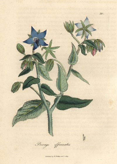 لسان الثور الأزرق ، Borago officinalis بواسطة جيمس سويربي