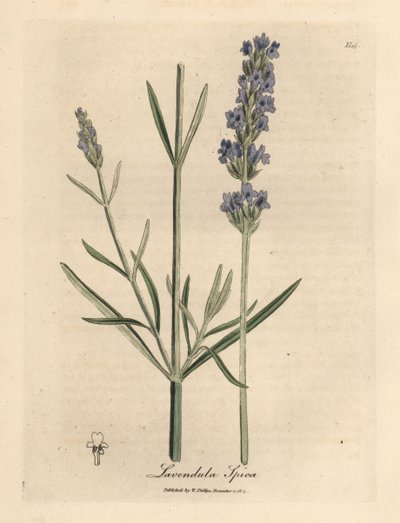 الخزامى الأزرق المزهر ، Lavandula spica بواسطة جيمس سويربي