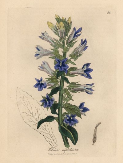 اللوبيليا الزرقاء المزهرة أو زهرة الكاردينال ، Lobelia siphilitica بواسطة جيمس سويربي