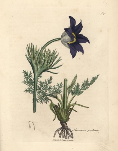 شقائق النعمان الزرقاء المزهرة أو زهرة الباسك ، Anemone pratensis بواسطة جيمس سويربي