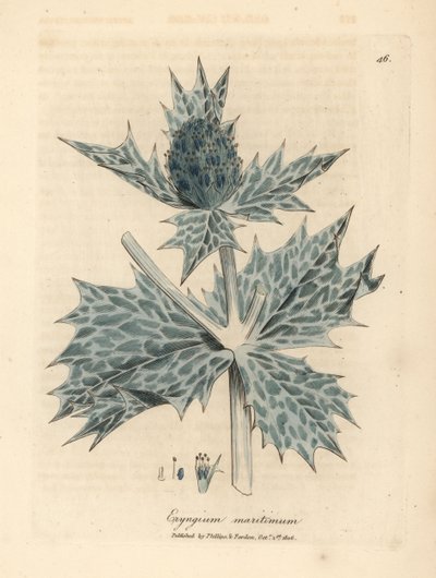 هولي البحر الأزرق المزهر أو eryngo ، Eryngium maritinum بواسطة جيمس سويربي