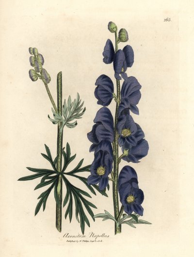ذئب مزهر باللون الأزرق أو غطاء رأس الراهب ، Aconitum napellus بواسطة جيمس سويربي