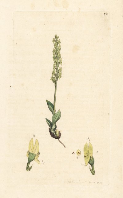 بوك أوركيد ، Hammarbya paludosa (مارش tway-bl ، Malaxis paludosa). نقش على لوح نحاسي ملون يدويًا بعد رسم توضيحي لجيمس سوربي من علم النبات الإنجليزي لجيمس سميث ، لندن بواسطة جيمس سويربي