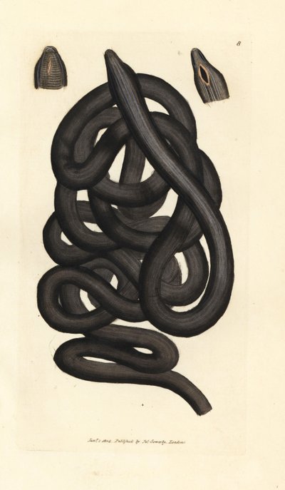 دودة Bootlace ، Lineus longissimus. نقش على لوح نحاسي ملون يدويًا بواسطة James Sowerby من The British Miscellany ، أو أشكال ملونة لموضوعات حيوانية جديدة أو نادرة أو غير معروفة. بواسطة جيمس سويربي