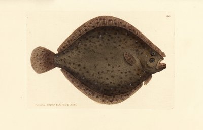 سمك بريل أو طائرة ورقية ، Scophthalmus rhombus (Pleuronectes rhombus). نقش على لوح نحاسي ملون يدويًا بواسطة James Sowerby من The British Miscellany ، أو أشكال ملونة لموضوعات حيوانية جديدة أو نادرة أو غير معروفة. بواسطة جيمس سويربي
