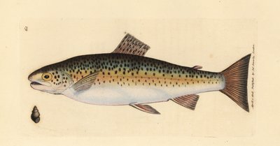 التراوت البني ، Salmo trutta fario (سمك السلمون المرقط جيلارو ، Salmo fario). نقش على لوح نحاسي ملون يدويًا بواسطة James Sowerby من The British Miscellany ، أو أشكال ملونة لموضوعات حيوانية جديدة أو نادرة أو غير معروفة. بواسطة جيمس سويربي