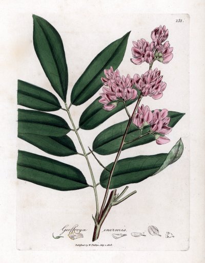 شجرة الكرنب أو لحاء الملفوف - شجرة الملفوف ، Andira inermis. نقش على لوح نحاسي ملون يدويًا من رسم نباتي رسمه جيمس سوربي من ويليام وودفيل والسير ويليام جاكسون هوكر "" علم النبات الطبي ، "جون بون ، لندن بواسطة جيمس سويربي