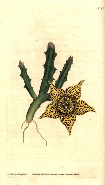 نشا الصبار - Orbea varegata (Stapelia المتنوعة ، Stapelia variegata). نقش على لوح نحاسي ملون يدويًا وتوضيح نباتي بواسطة جيمس سوربي من مجلة ويليام كيرتس النباتية ، لامبيث مارش ، لندن بواسطة جيمس سويربي