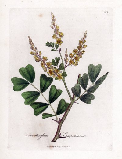 كامبيتشي أو خشب الكامبيتشي - Logwood ، Haematoxylum campechianum. نقش على لوح نحاسي ملون يدويًا من رسم نباتي رسمه جيمس سوربي من ويليام وودفيل والسير ويليام جاكسون هوكر "" علم النبات الطبي ، "جون بون ، لندن بواسطة جيمس سويربي