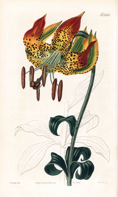 زنبق كارولينا - زنبق كارولينا، Lilium michauxii (زنبق كارولينا مارتاجون، Lilium carolinianum). نقش على لوح نحاسي ملون يدويًا بواسطة Weddell بعد رسم توضيحي لجيمس سويربي من مجلة Botanical Magazine لصموئيل كيرتس، لندن بواسطة جيمس سويربي