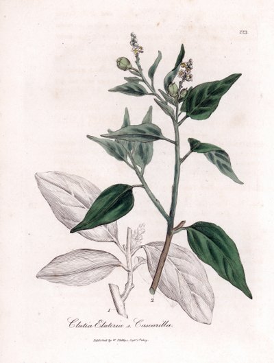 Cascarille officinale أو خشب الكينكينا الناعم أو الصناعي - Cascarilla، Croton (Clutia) eluteria. نقش على لوح نحاسي ملون يدويًا من رسم نباتي رسمه جيمس سوربي من ويليام وودفيل و "" علم النبات الطبي "للسير ويليام جاكسون هوكر" ، "جون بواسطة جيمس سويربي