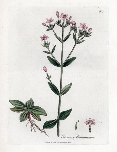 Centauree Chironia - قنطورس ، تشيرونيا سنتوريوم. نقش على لوح نحاسي ملون يدويًا من رسم نباتي رسمه جيمس سوربي من ويليام وودفيل والسير ويليام جاكسون هوكر "" علم النبات الطبي ، "جون بون ، لندن بواسطة جيمس سويربي