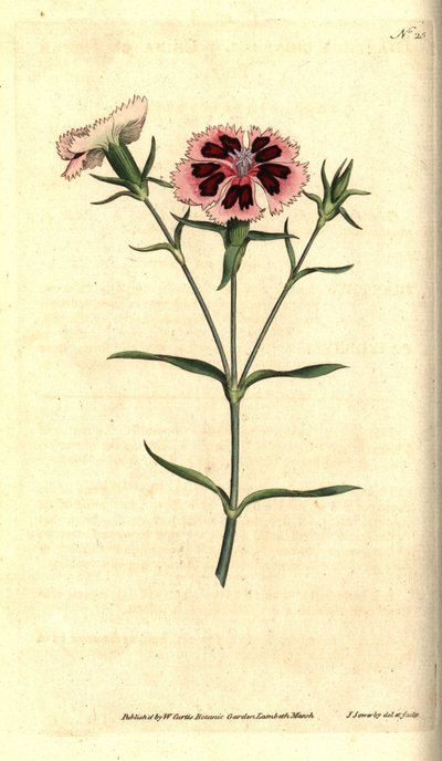 قرنفل الصين - وردي صيني أو وردي هندي ، Dianthus chinensis. نقش على لوح نحاسي ملون يدويًا وتوضيح نباتي بواسطة جيمس سوربي من مجلة ويليام كيرتس النباتية ، لامبيث مارش ، لندن بواسطة جيمس سويربي
