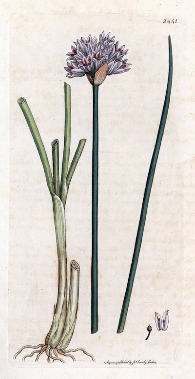 الثوم المعمر (Allium schoenoprasum). نقش نحاسي ملون يدويًا من رسم نباتي لجيمس سوربي لكتاب جيمس سميث "النبات الإنجليزي" (1790-1814). اجتذبت Sowerby التي لا تعرف الكلل (1757-1822) أكثر من 2500 نبتة لـ Smith Mammoth “English Bot بواسطة جيمس سويربي