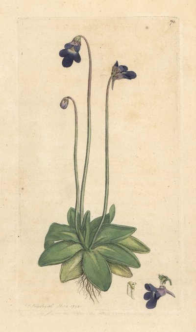 نبات الزبدة الشائع ، Pinguicula vulgaris (عشبة) نقش على لوح نحاسي ملون يدويًا بعد رسم توضيحي بواسطة James Sowerby من علم النبات الإنجليزي لجيمس سميث ، لندن بواسطة جيمس سويربي