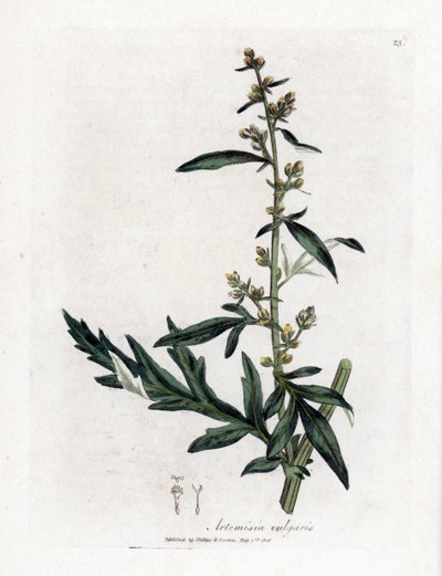 الميرمية الشائعة أو المبتذلة - Mugwort ، Artemisia vulgaris. نقش على لوح نحاسي ملون يدويًا من رسم نباتي رسمه جيمس سوربي من ويليام وودفيل والسير ويليام جاكسون هوكر "" علم النبات الطبي ، "جون بون ، لندن بواسطة جيمس سويربي