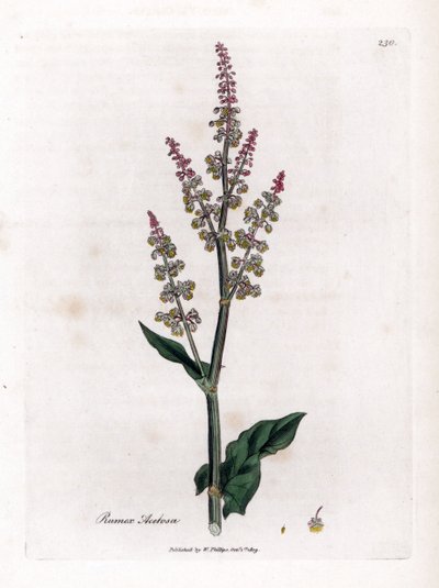 oseillle مشترك أو حميض كبير - حميض الحديقة ، Rumex acetosa. نقش على لوح نحاسي ملون يدويًا من رسم نباتي رسمه جيمس سوربي من ويليام وودفيل والسير ويليام جاكسون هوكر "" علم النبات الطبي ، "جون بون ، لندن بواسطة جيمس سويربي