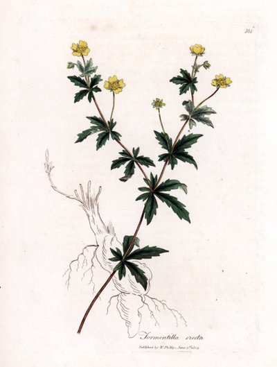 tormentil المشترك ، Potentilla erecta. نقش على لوح نحاسي ملون يدويًا من رسم نباتي رسمه جيمس سوربي من ويليام وودفيل والسير ويليام جاكسون هوكر "" علم النبات الطبي ، "جون بون ، لندن بواسطة جيمس سويربي