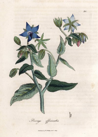 خلاصة لسان الثور. نقش نحاسي ملون يدويًا من رسم لجيمس سوربي (1757-1822) في Botanique Medicinale بواسطة جيمس سويربي