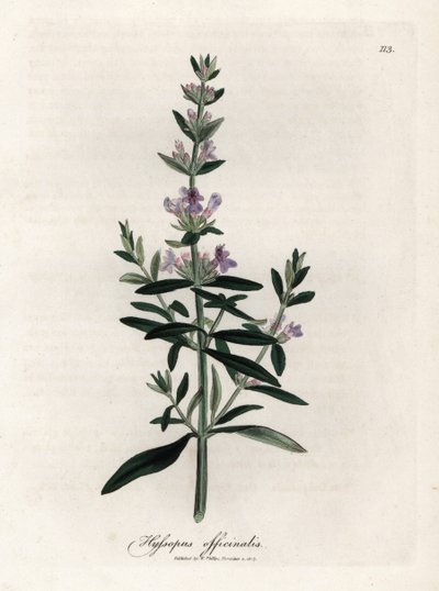 الزوفا الخلاصة. نقش نحاسي ملون يدويًا من رسم لجيمس سوربي (1757-1822) في Botanique Medicinale بواسطة جيمس سويربي