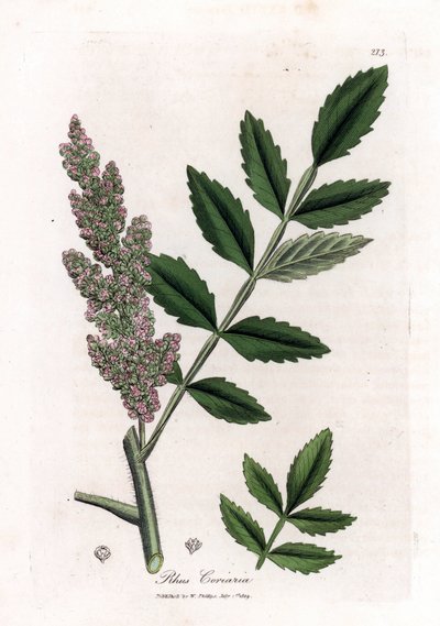 Corroyere أو السماق من Corroyeurs أو المسافرين - السماق أوراق الدردار ، Rhus coriaria. نقش على لوح نحاسي ملون يدويًا من رسم نباتي رسمه جيمس سوربي من ويليام وودفيل والسير ويليام جاكسون هوكر "" علم النبات الطبي "،" جون بون ، لوندو بواسطة جيمس سويربي