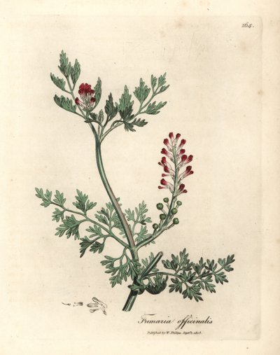 نبات قرمزي مزهر، Fumaria officinalis بواسطة جيمس سويربي