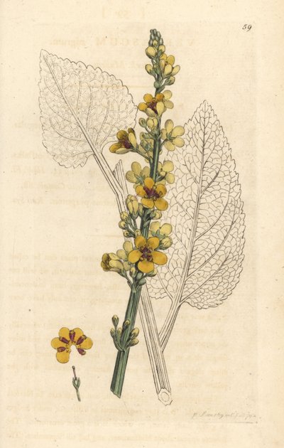 مولين غامق ، Verbasum nigrum (أسود مولين) نقش على لوح نحاسي ملون يدويًا بعد رسم توضيحي لجيمس سوربي من علم النبات الإنجليزي لجيمس سميث ، لندن بواسطة جيمس سويربي