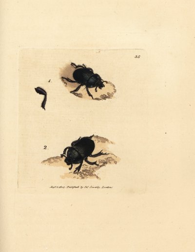 خنفساء دور أو خنفساء الروث المملة للأرض ، Geotrupes puncticollis (Scarabaeus spiniger). نقش على لوح نحاسي ملون يدويًا بواسطة James Sowerby من The British Miscellany ، أو أشكال ملونة لموضوعات حيوانية جديدة أو نادرة أو غير معروفة. بواسطة جيمس سويربي