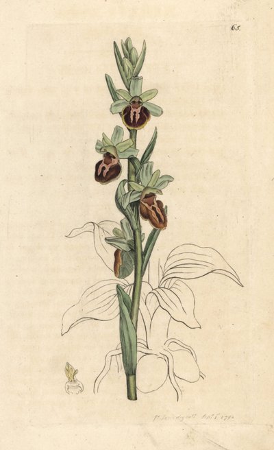 السحلية العنكبوتية المبكرة ، Ophrys sphegodes (Spider orchis ، Ophrys aranifera). نقش على لوح نحاسي ملون يدويًا بعد رسم توضيحي لجيمس سوربي من علم النبات الإنجليزي لجيمس سميث ، لندن بواسطة جيمس سويربي