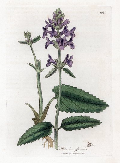 Epiary officinale أو betoine - خشب بيتوني ، Stachys officinalis. نقش على لوح نحاسي ملون يدويًا من رسم نباتي رسمه جيمس سوربي من ويليام وودفيل والسير ويليام جاكسون هوكر "" علم النبات الطبي ، "جون بون ، لندن بواسطة جيمس سويربي