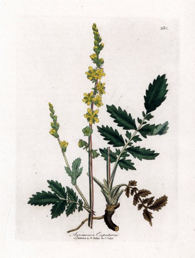 Eupatory sour - Agrimony، Agrimonia eupatoria. نقش على لوح نحاسي ملون يدويًا من رسم نباتي رسمه جيمس سوربي من ويليام وودفيل والسير ويليام جاكسون هوكر "" علم النبات الطبي ، "جون بون ، لندن بواسطة جيمس سويربي