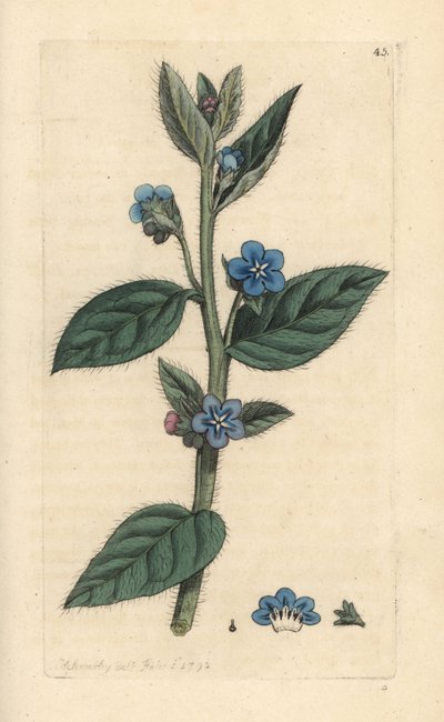 دائم الخضرة bugloss ، Pentaglottis sempervirens (Evergreen alkanet ، Anchusa sempervirens) نقش على لوح نحاسي ملون يدويًا بعد رسم توضيحي بواسطة James Sowerby من James Smith