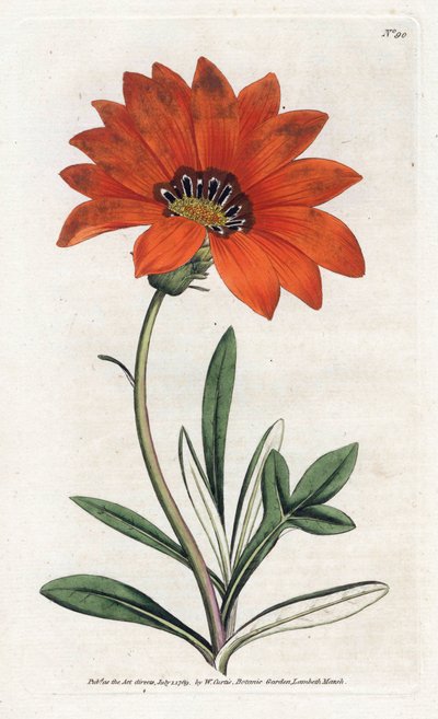 Gazania (gazania) steep - الطباعة الحجرية بواسطة James Sowerby (1757-1822) ، من مجلة William Curtis النباتية (1746-1799) بواسطة جيمس سويربي