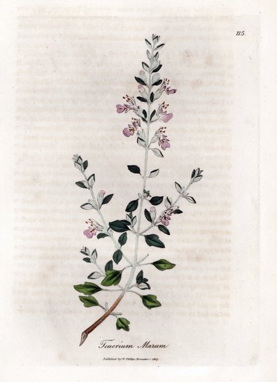 Germandree marum أو germandree للقطط - زعتر القط ، Teucrium marum. نقش على لوح نحاسي ملون يدويًا من رسم نباتي رسمه جيمس سوربي من ويليام وودفيل والسير ويليام جاكسون هوكر "" علم النبات الطبي ، "جون بون ، لندن بواسطة جيمس سويربي
