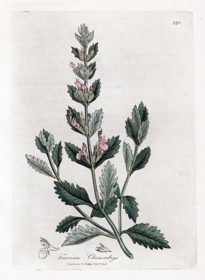 Germandree petit oak - جرثومة شائعة ، Teucrium chamaedrys. نقش على لوح نحاسي ملون يدويًا من رسم نباتي رسمه جيمس سوربي من ويليام وودفيل والسير ويليام جاكسون هوكر "" علم النبات الطبي ، "جون بون ، لندن بواسطة جيمس سويربي