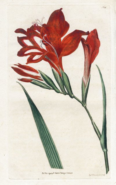 جلايول كاردينال - الطباعة الحجرية لجيمس سوربي (1757-1822) ، من المجلة النباتية بقلم ويليام كيرتس (1746-1799) بواسطة جيمس سويربي