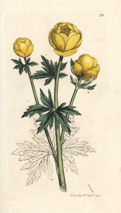 زهرة الكرة الأرضية ، Trollius europaeus. نقش على لوح نحاسي ملون يدويًا بعد رسم توضيحي لجيمس سوربي من علم النبات الإنجليزي لجيمس سميث ، لندن بواسطة جيمس سويربي
