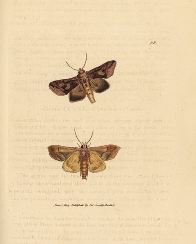 عثة لمعة ذهبية ، Autographa bractea (فالينا Noctua bractea). نقش على لوح نحاسي ملون يدويًا بواسطة James Sowerby من The British Miscellany ، أو أشكال ملونة لموضوعات حيوانية جديدة أو نادرة أو غير معروفة. بواسطة جيمس سويربي