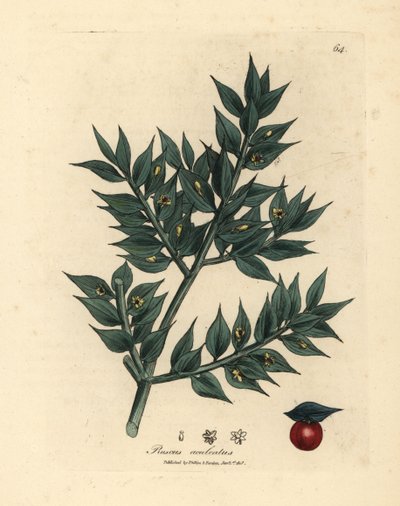 مكنسة الجزار الخضراء المزهرة ، Ruscus aculeatus بواسطة جيمس سويربي
