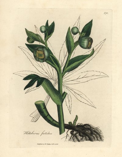خربق نتنة خضراء مزهرة أو قدم دب ، Helleborus foetidus بواسطة جيمس سويربي