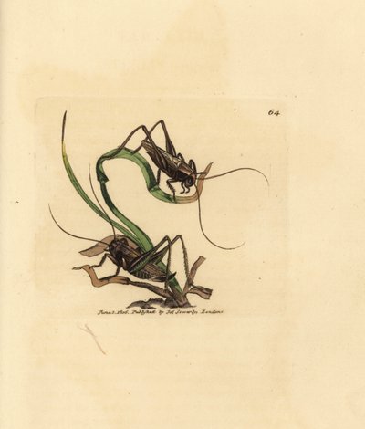 كريكيت الأدغال الرمادي ، Platycleis grisea (جرادة رمادية ، جراد جرازي). نقش على لوح نحاسي ملون يدويًا بواسطة James Sowerby من The British Miscellany ، أو أشكال ملونة لموضوعات حيوانية جديدة أو نادرة أو غير معروفة. بواسطة جيمس سويربي