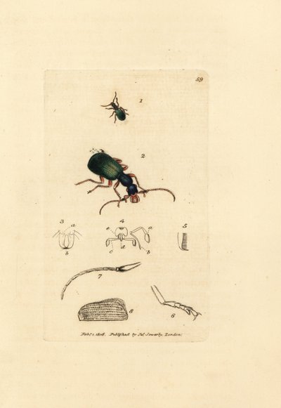 الخنفساء المطحونة ، Drypta dentata (carabus ذو الفم الذهبي ، Carabus chrysostomos). نقش على لوح نحاسي ملون يدويًا بواسطة James Sowerby من The British Miscellany ، أو أشكال ملونة لموضوعات حيوانية جديدة أو نادرة أو غير معروفة. بواسطة جيمس سويربي