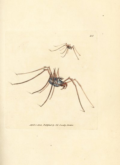 عنكبوت الحصاد ، Megabunus diadema. نقش على لوح نحاسي ملون يدويًا بواسطة James Sowerby من The British Miscellany ، أو أشكال ملونة لموضوعات حيوانية جديدة أو نادرة أو غير معروفة. بواسطة جيمس سويربي