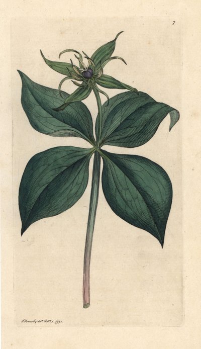 Herb Paris، Paris quadrifolia (Parisette à quatre feuilles) نقش على لوح نحاسي ملون يدويًا بعد رسم توضيحي لجيمس سوربي من علم النبات الإنجليزي لجيمس سميث ، لندن بواسطة جيمس سويربي