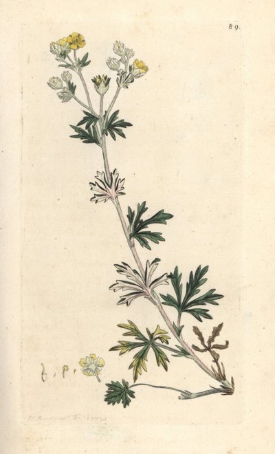 Hoary cinquefoil ، Potentilla argentea (Cinquefoil) نقش على لوح نحاسي ملون يدويًا بعد رسم توضيحي بواسطة James Sowerby من علم النبات الإنجليزي لجيمس سميث ، لندن بواسطة جيمس سويربي